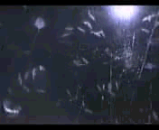 gyoushu.gif(1191657 byte)
